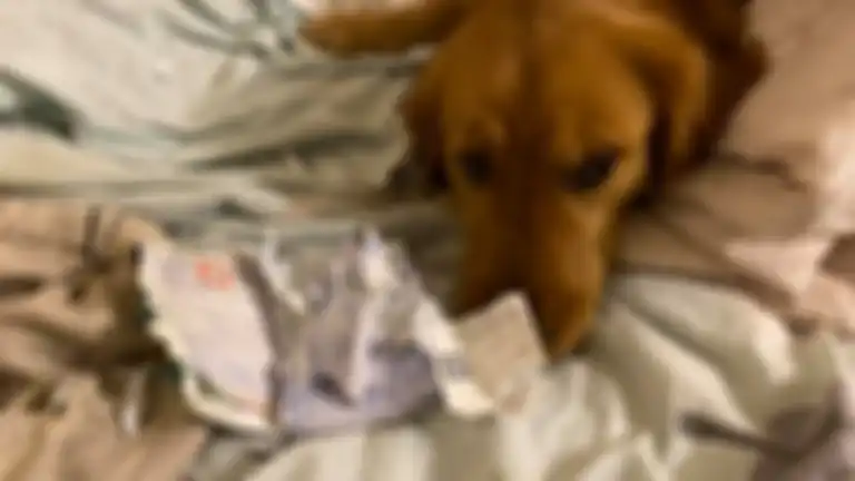 Paspor si cewek yang dirobek oleh anjing peliharaannya.