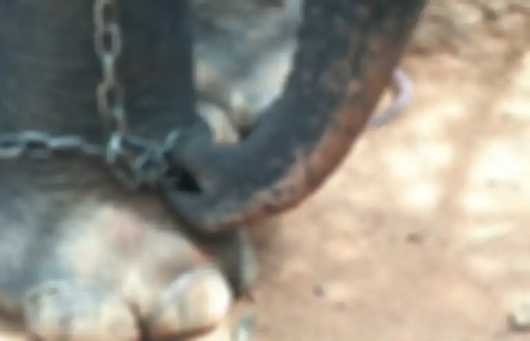 Dipaksa Melayani Turis di Bawah Suhu Panas Tiada Henti dengan Kaki Dibelenggu Rantai, Gajah 18 Tahun Ini Kelelahan Hingga Akhirnya Mati