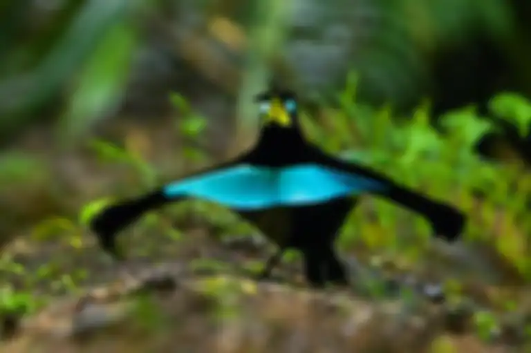 Burung cendrawasih Vogelkop mempersiapkan untuk memulai tarian kawinnya.
