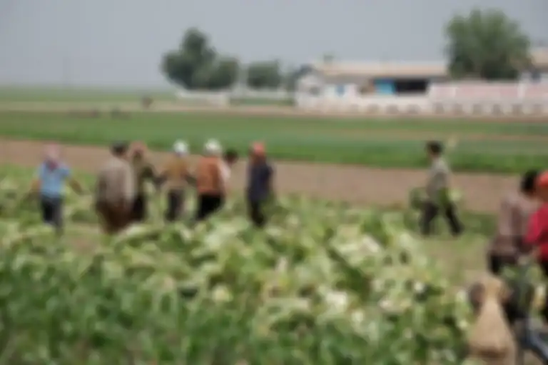 Kebun Sariwon Migok Korea Utara.