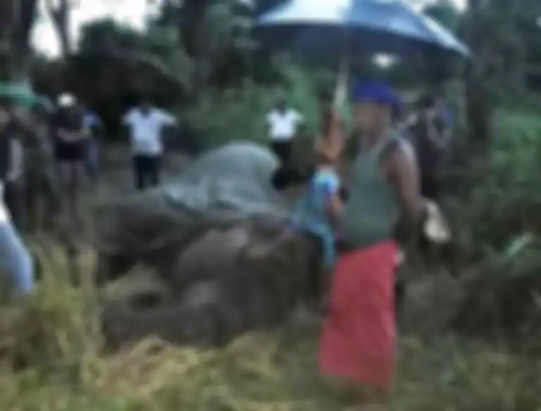 Dipaksa Melayani Turis di Bawah Suhu Panas Tiada Henti dengan Kaki Dibelenggu Rantai, Gajah 18 Tahun Ini Kelelahan Hingga Akhirnya Mati