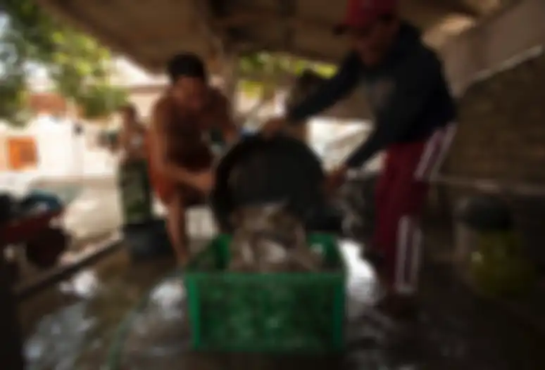 Hutan bakau mengundang banyak ikan dan kepiting untuk bertelur.