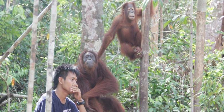 Tur orang utan