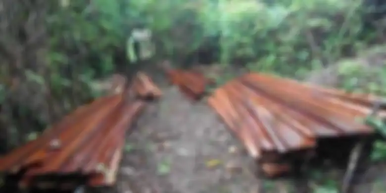 Sempat Langka dan Lindungi, Kini Kayu Besi Semakin Diminati Untuk Konstruksi