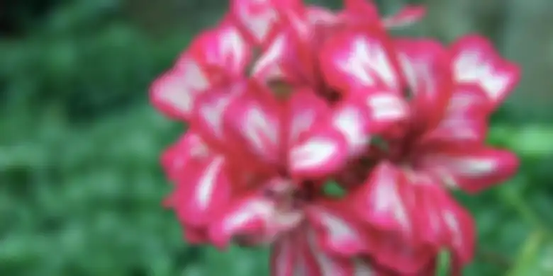 Geranium dikenal seaga obat anti nyamuk, dikatakan ahli juga obat aids masa depan.