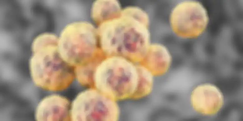Staphylococcus aureus, bakteri yang resisten terhadap antibiotik Methicillin   