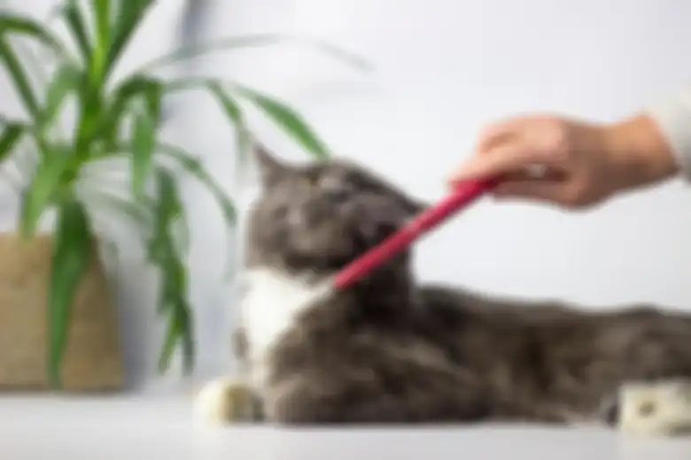 Ilustrasi grooming pada kucing.