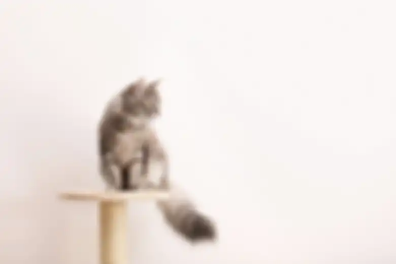 Ilustrasi kucing yang sehat.