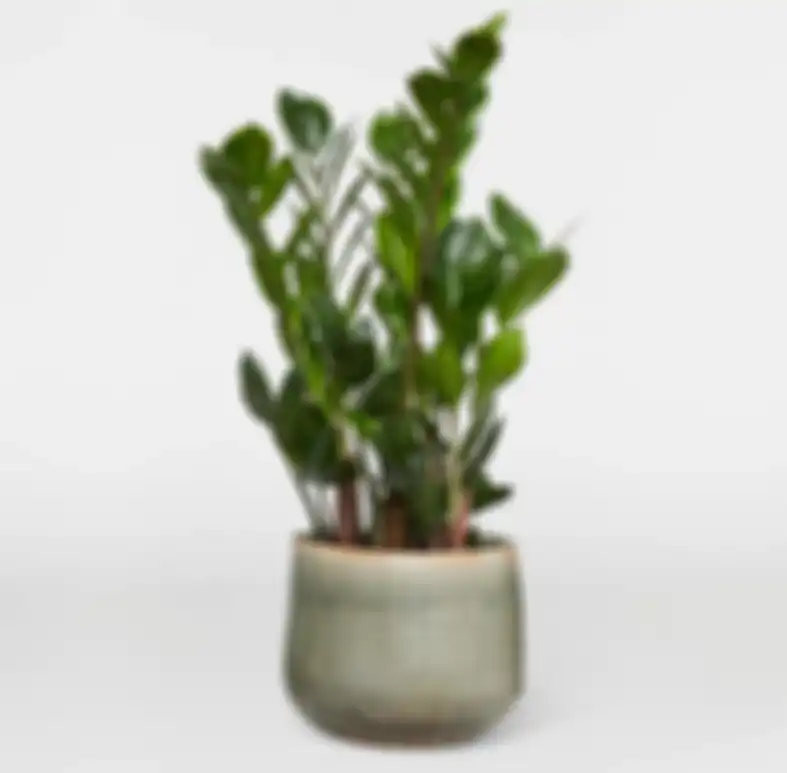 Zamioculcas
