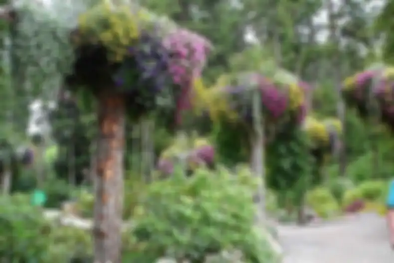 Pohon terbalik di taman Glacie, Alaska