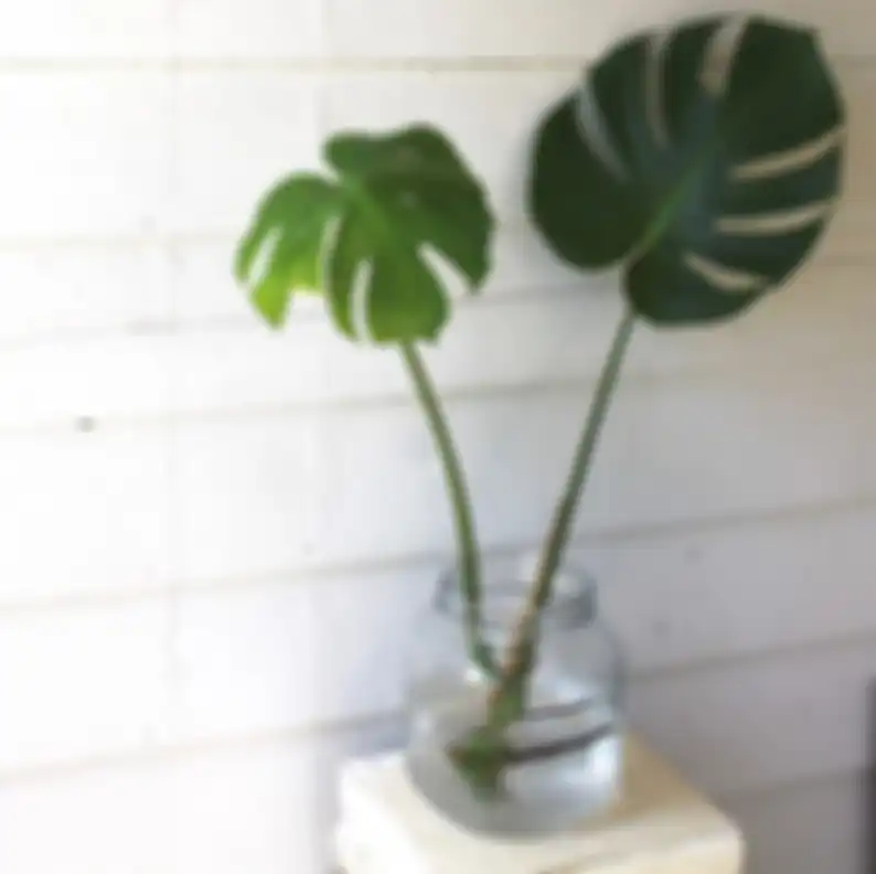 Philodendron