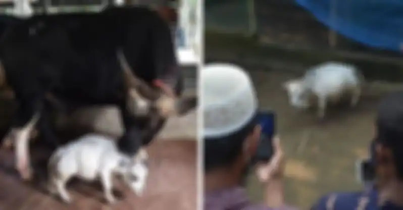 Rani, sapi terkecil di India