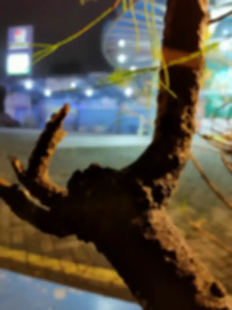 hasil foto realme 6 pro - kamera makro suasana malam 