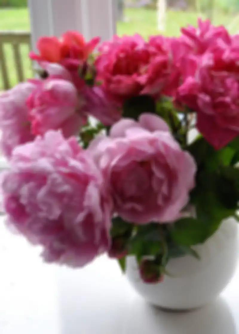 Bunga peony di dalam vas