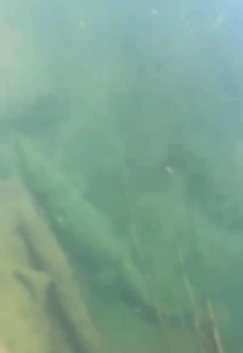 Itu buaya sepanjang 4,5 meter