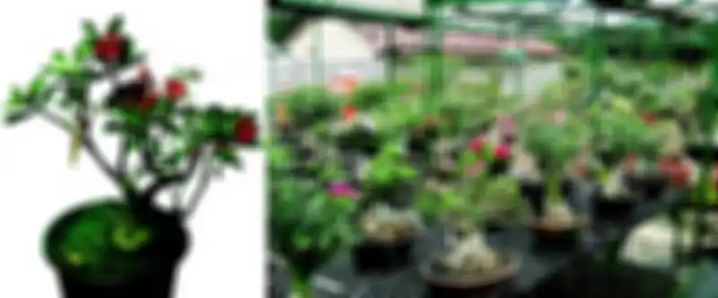 Potensi Budidaya adenium bisa meliputi seluruh bagian tanaman, mulai di akar, batang, daun, dan bunga.