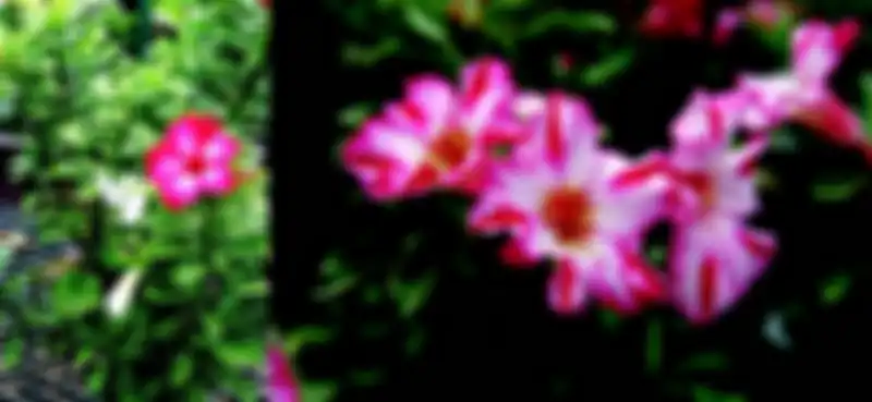 Bunga adenium dengan bentuk bintang bergerigi.