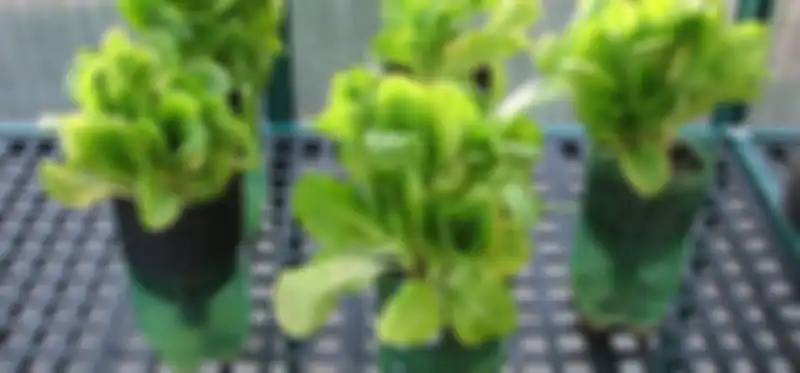 Hidroponik harus cukup nutrisi dan cahaya matahari, serta oksigen.