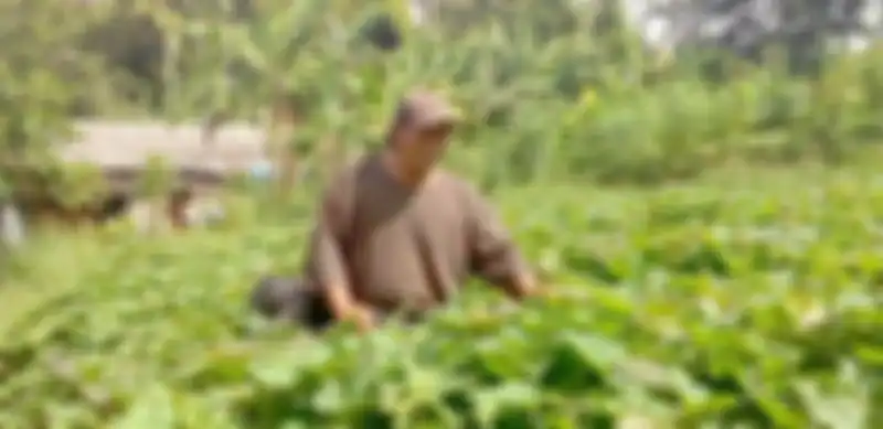 Ken Ken sekarang bertani.