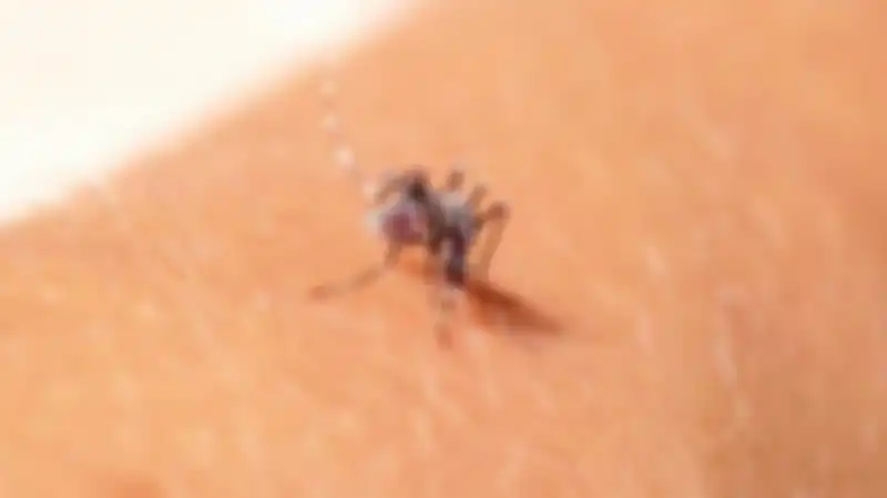 Nyamuk Aedes aegypt berkeliaran di siang hari.