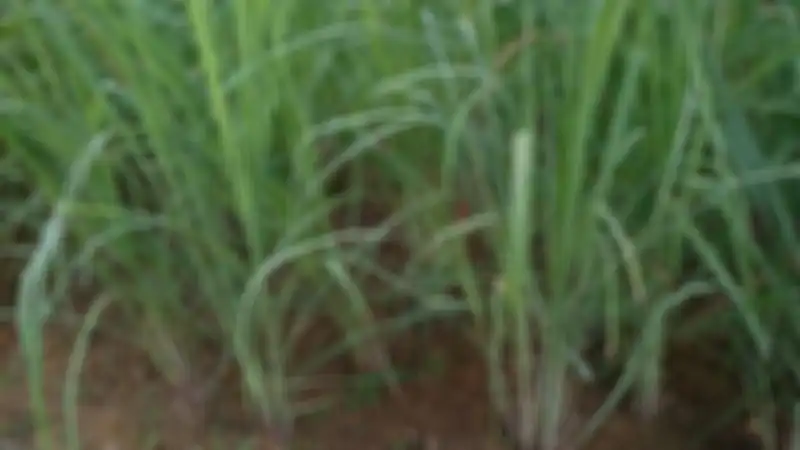 Tanaman serai 