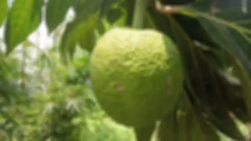 Ilustrasi buah sukun