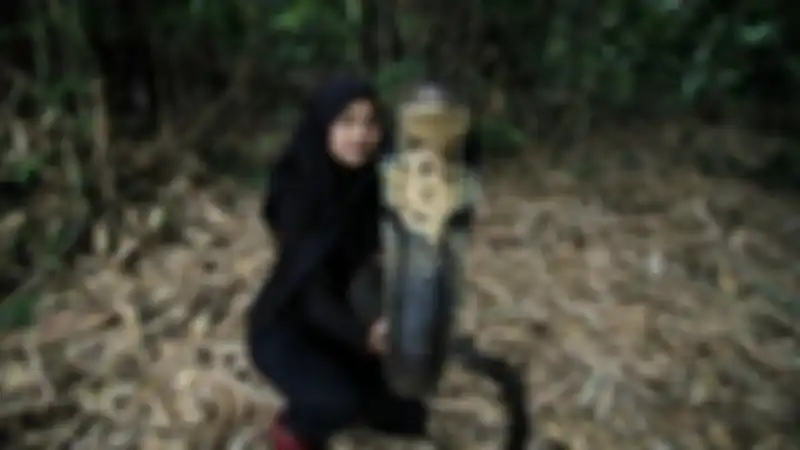 Aulia Khairunnisa saat bermain bersama ular King Cobra kesayangannya. Ular sepanjang 4 meter ini diberi nama Rambo.