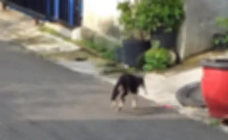 Kucing yang menggondol makanan dari motor ojol