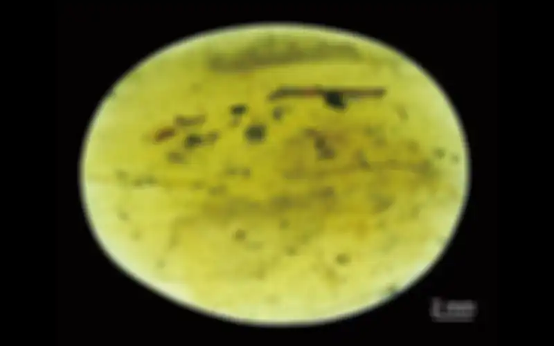 Sebanyak 39 Ostracod terjebak dalam batu amber di Myanmar