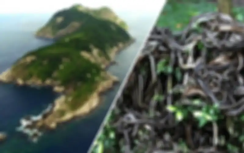 Inilah Pulau Ular di Brasil yang sebaiknya tidak Anda kunjungi saat pergi ke Amerika Selatan.