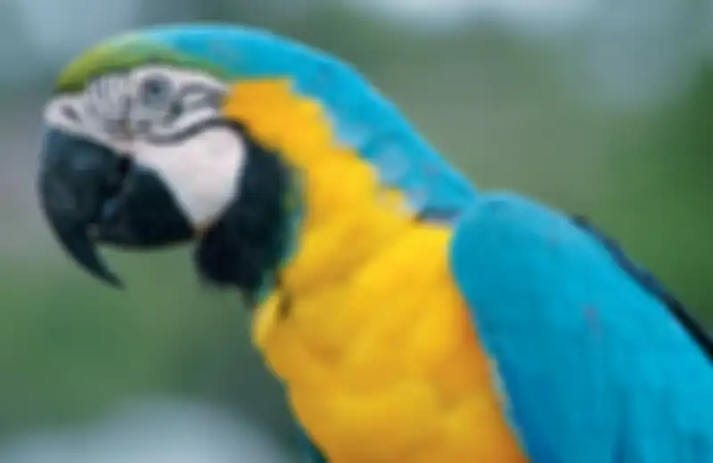 Burung-burung ini melambangkan usia panjang dan keberuntungan.