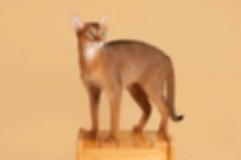 Ras abyssinian