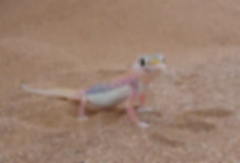 Tokek gurun namib.