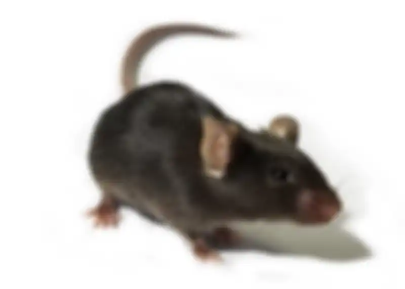 Tikus yang bersarang di plafon rumah kita dapat dibasmi dengan 6 cara ampuh ini. 