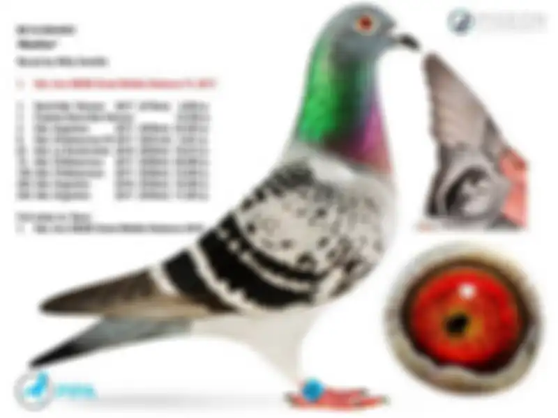Burung merpati termahal yang perna dijual.
