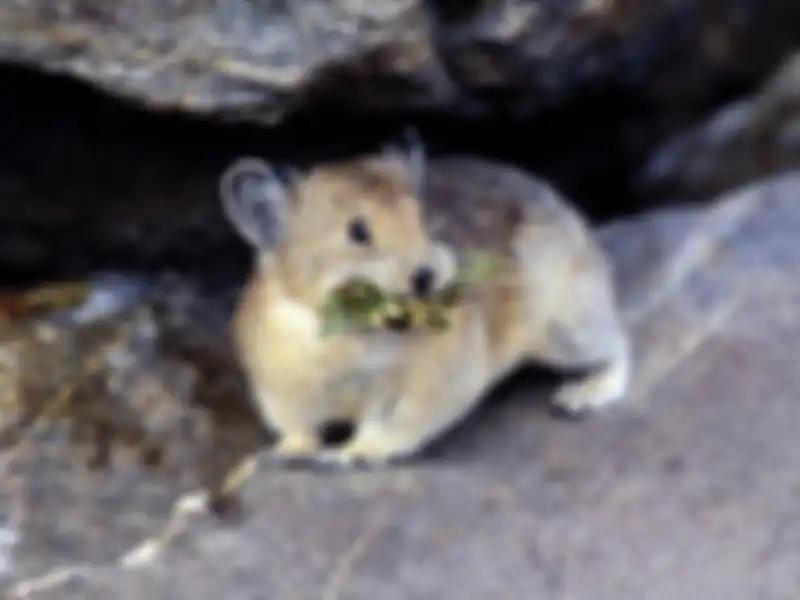 American Pika