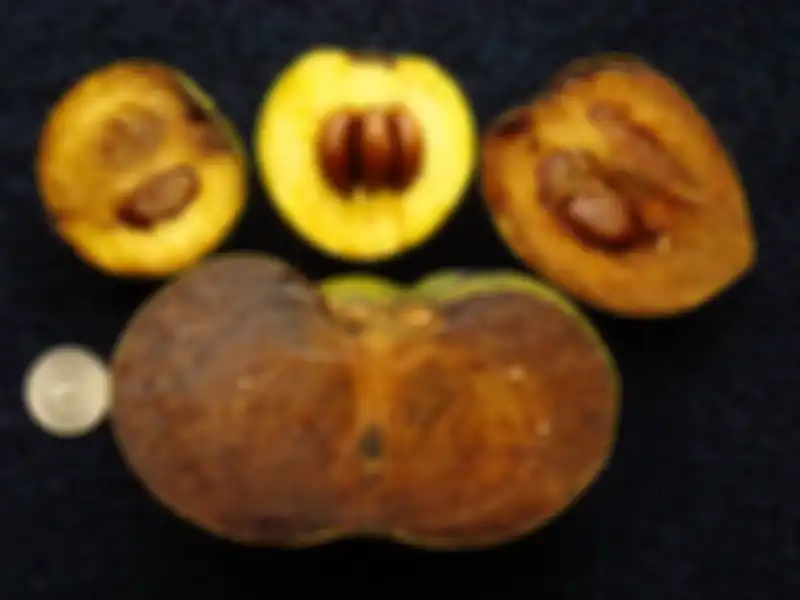 Black Sapote, buah yang rasanya mirip puding cokelat