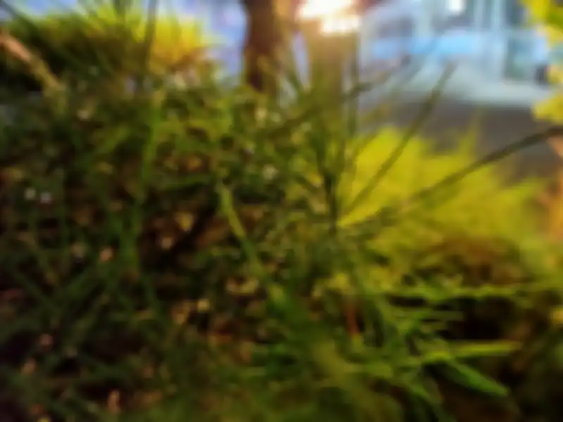 hasil foto realme 6 pro - kamera makro suasana malam 