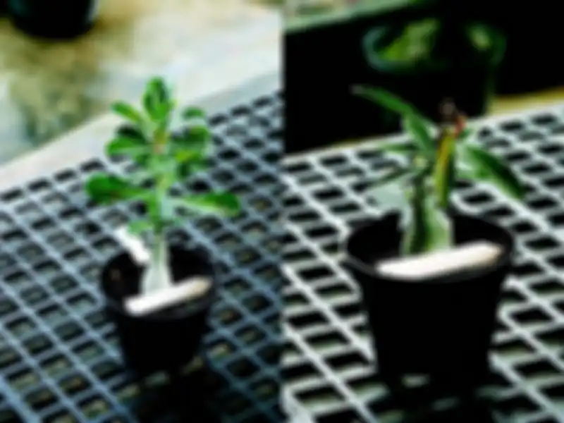 Jenis hama dan penyakit adenium.