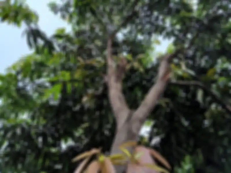 Hasil foto outdoor realme C11 dengan backlight awan cerah dan terik