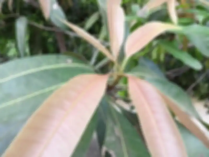 hasil foto outdoor realme C11