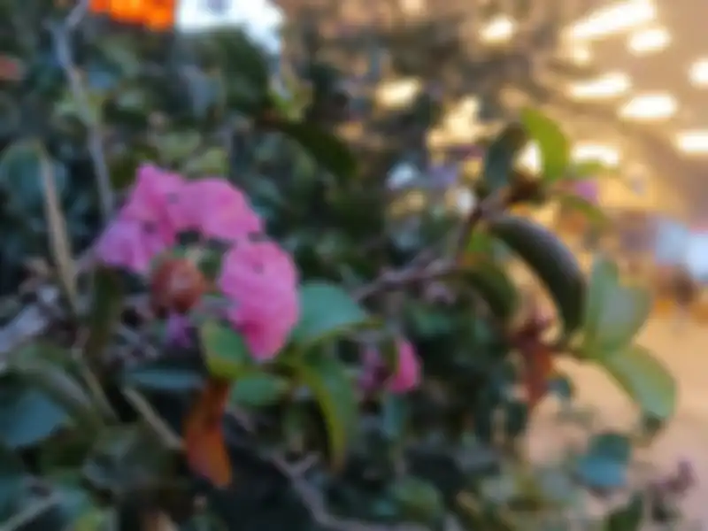 Hasil foto Infinix Hot 20 5G - Outdoor Sore cahaya cukup 