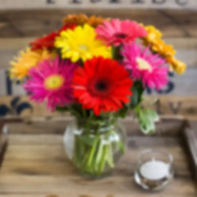 Bunga Gerbera