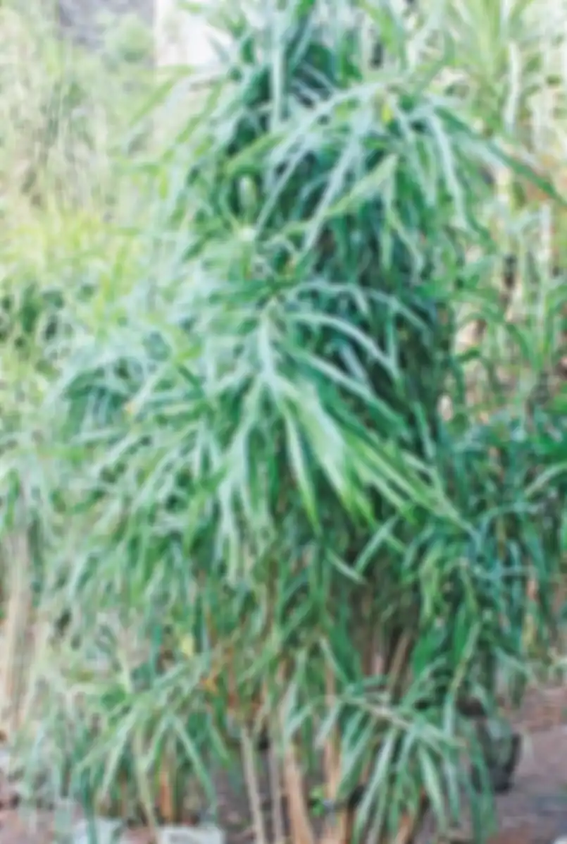 tanaman hias  di rumah