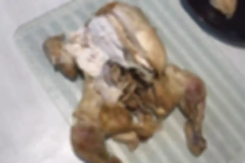 Di dalam perut ayam masih terdapat usus