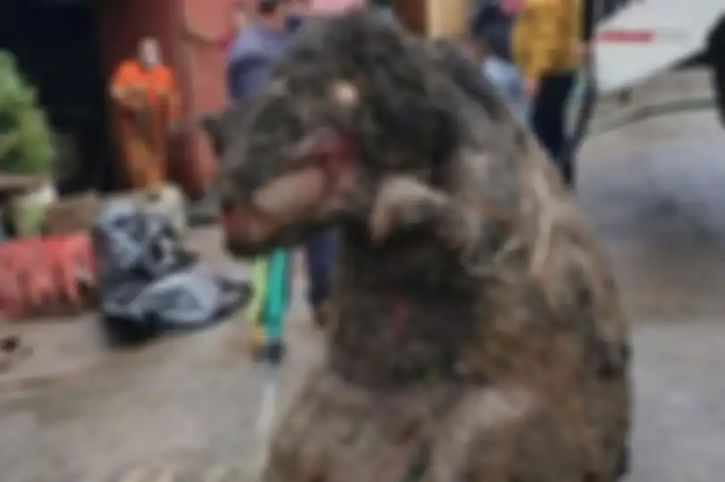 "Tikus raksasa" ditemukan di saluran air.
