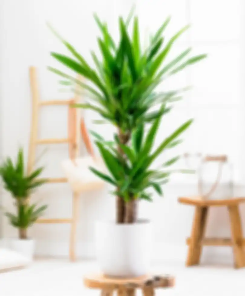Yucca palm