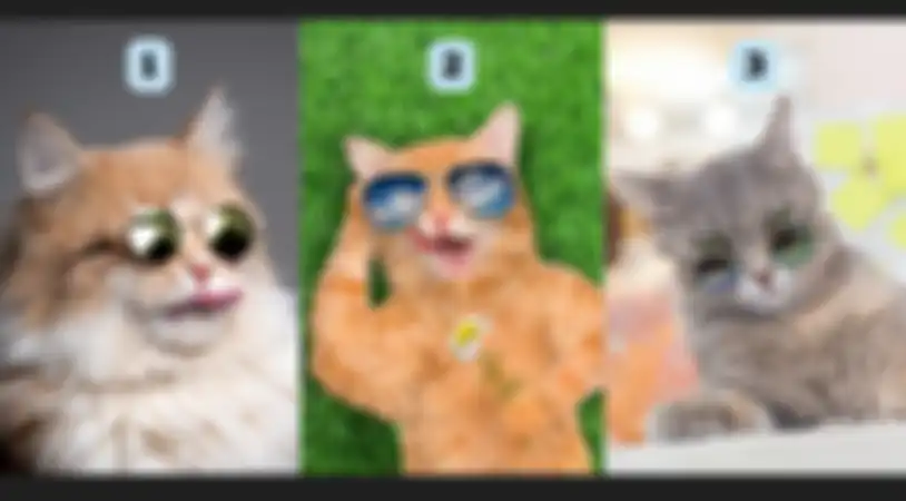 Kuis kepribadian, gambar kucing mana yang kita pilih?