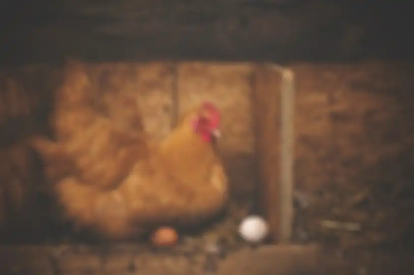 Ilustrasi telur ayam