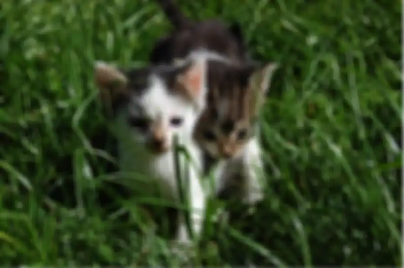 Kucing